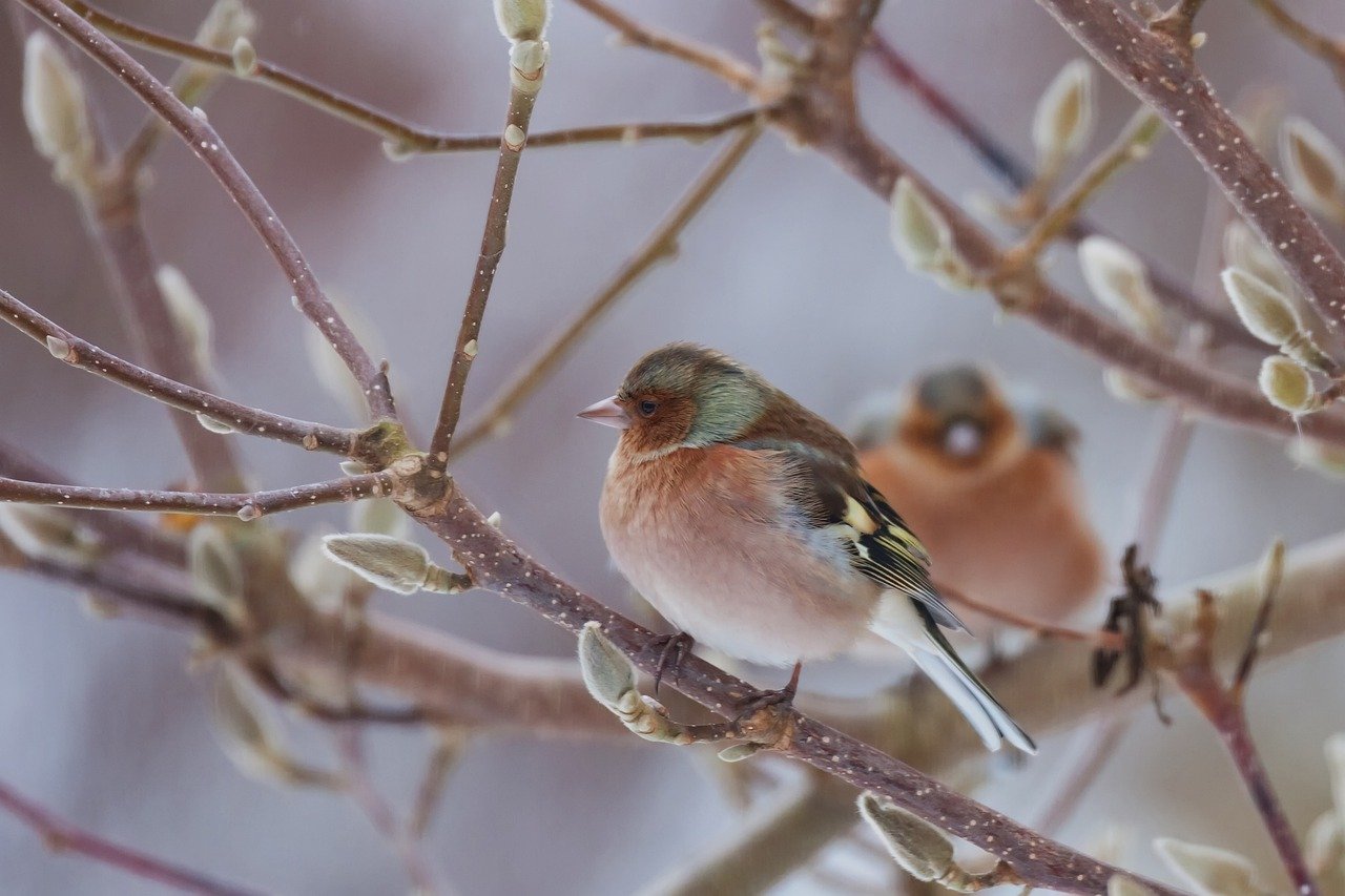 Tips for Successful Winter Gardening